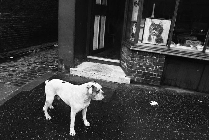 Early Seventies Cat & Dog -  Moss Side 